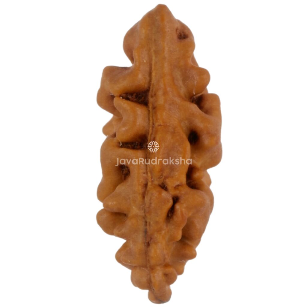 1 Mukhi Java Rudraksha 16.22 mm front view