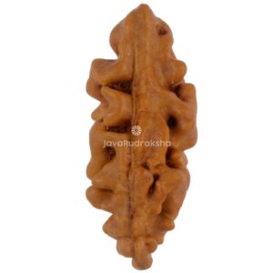 1 Mukhi Java Rudraksha 16.22 mm front view