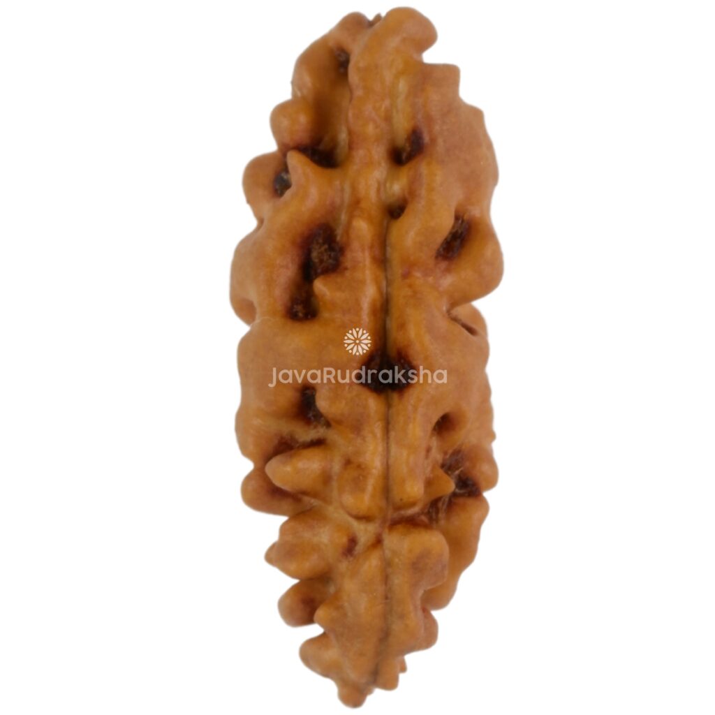 1 Mukhi Java Rudraksha 16.55 mm front view