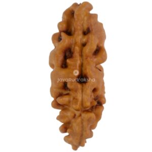 1 Mukhi Java Rudraksha 16.55 mm front view
