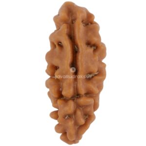 1 Mukhi Java Rudraksha 18.22 mm front view