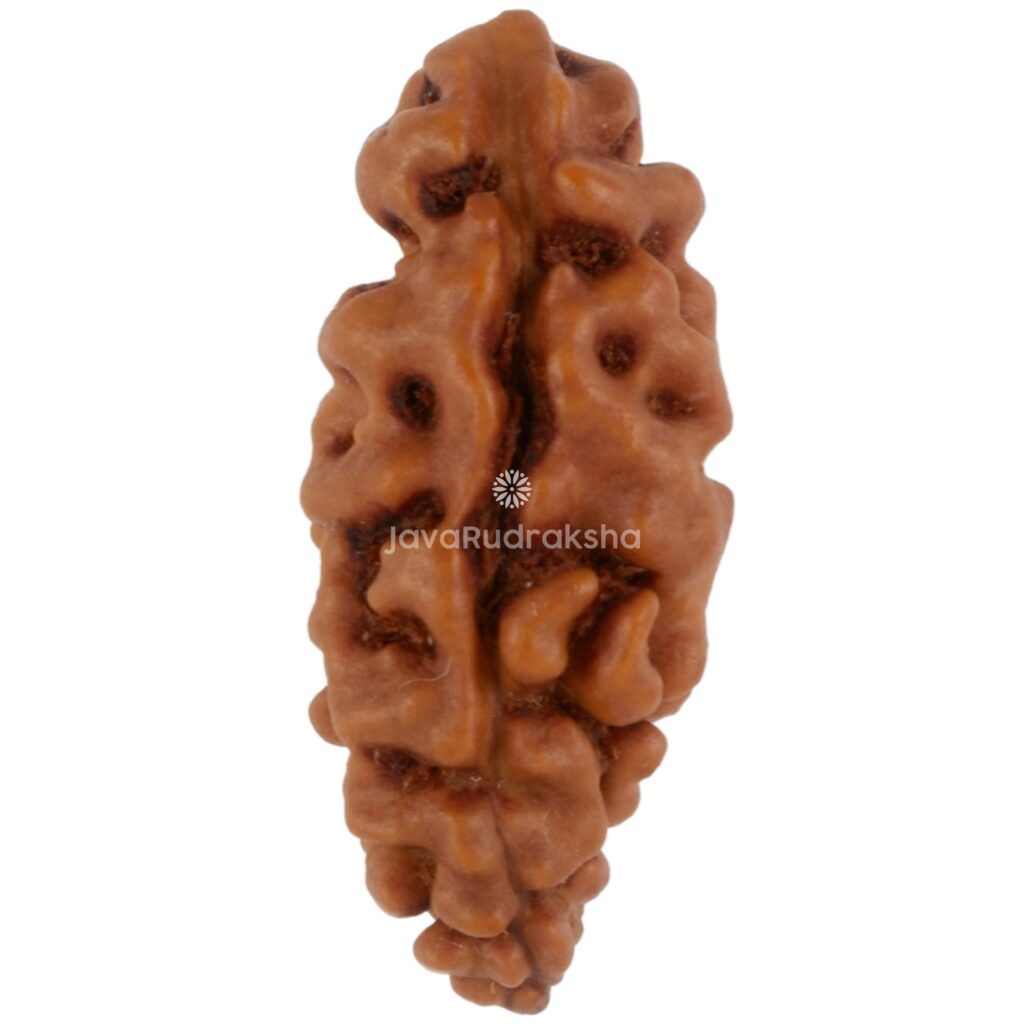1 Mukhi Java Rudraksha 18.38 mm front view