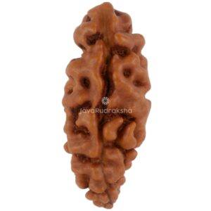 1 Mukhi Java Rudraksha 18.38 mm front view