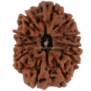 11 Mukhi Java Rudraksha 18.59 mm top view