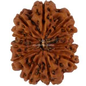 11 Mukhi Java Rudraksha 22.23 mm top view