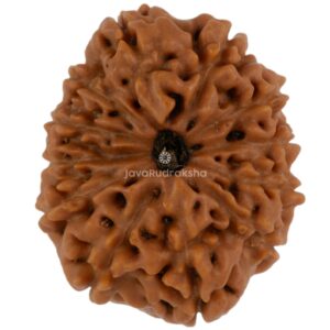 12 Mukhi Java Rudraksha 18.42 mm top view