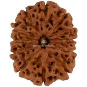 12 Mukhi Java Rudraksha 22.50 mm top view