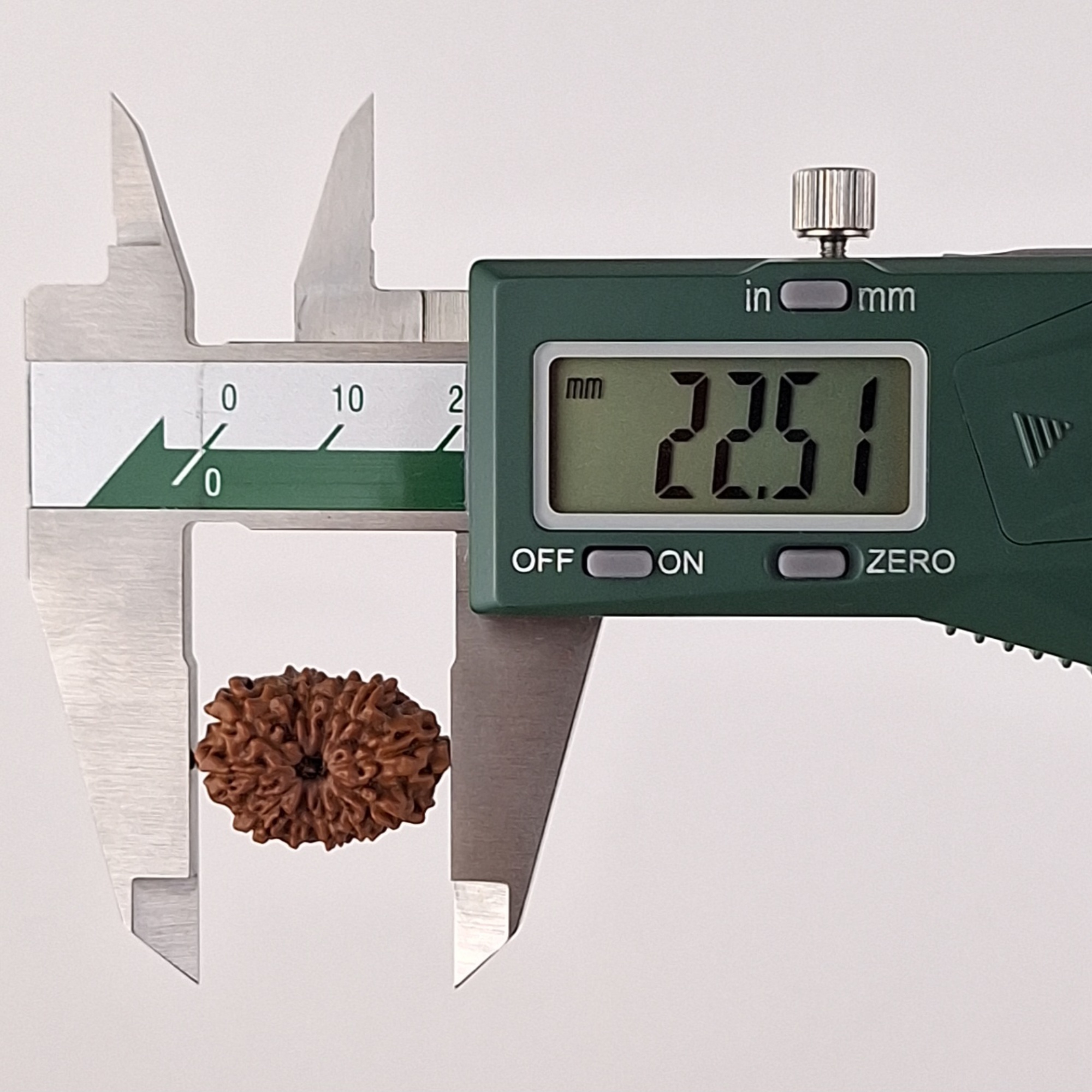 12 Mukhi Java Rudraksha 22.51 mm length measurement