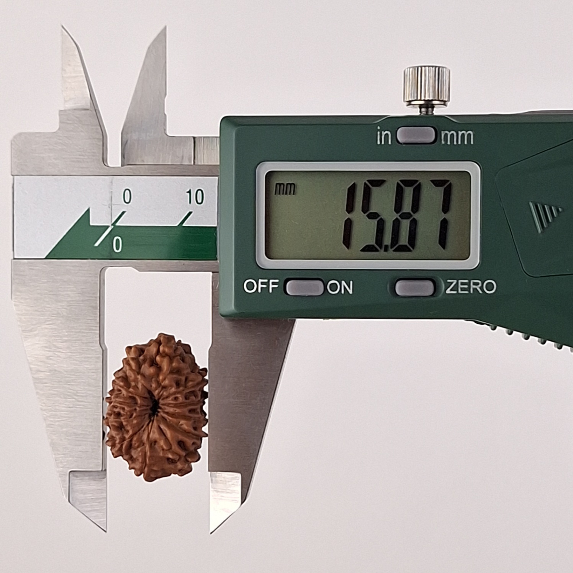 12 Mukhi Java Rudraksha 15.87 mm width measurement