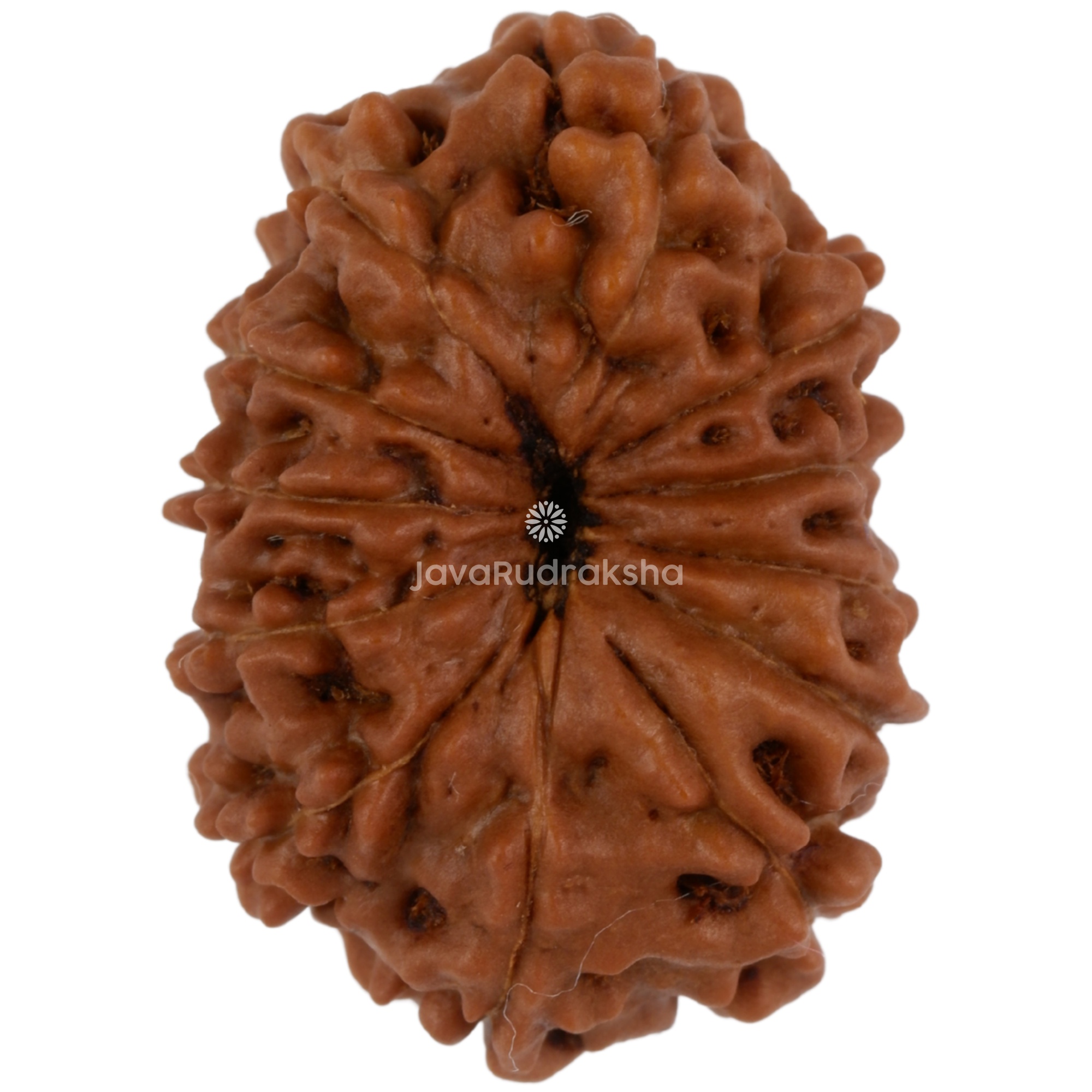 12 Mukhi Java Rudraksha 22.51 mm bottom view