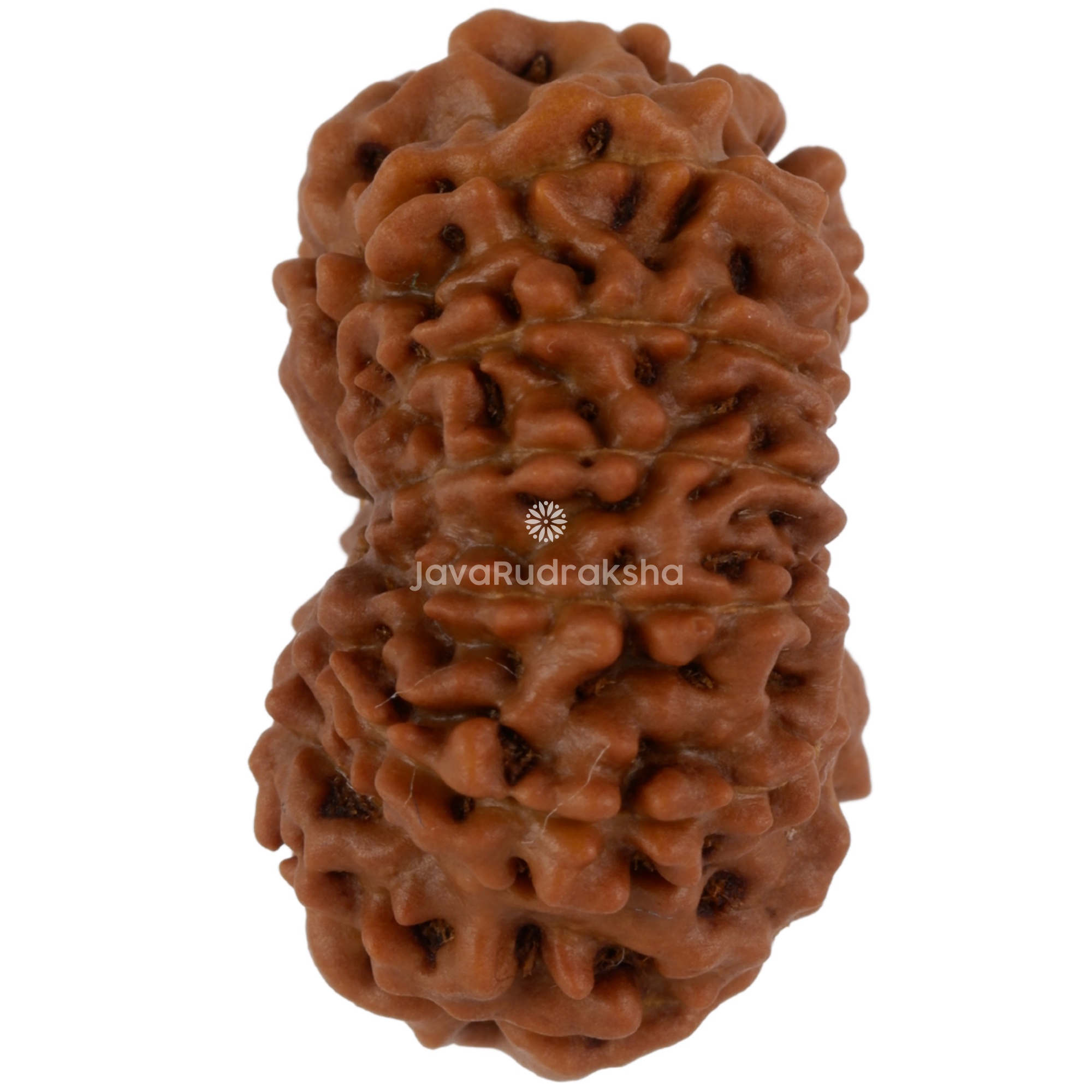 12 Mukhi Java Rudraksha 22.51 mm left side angle