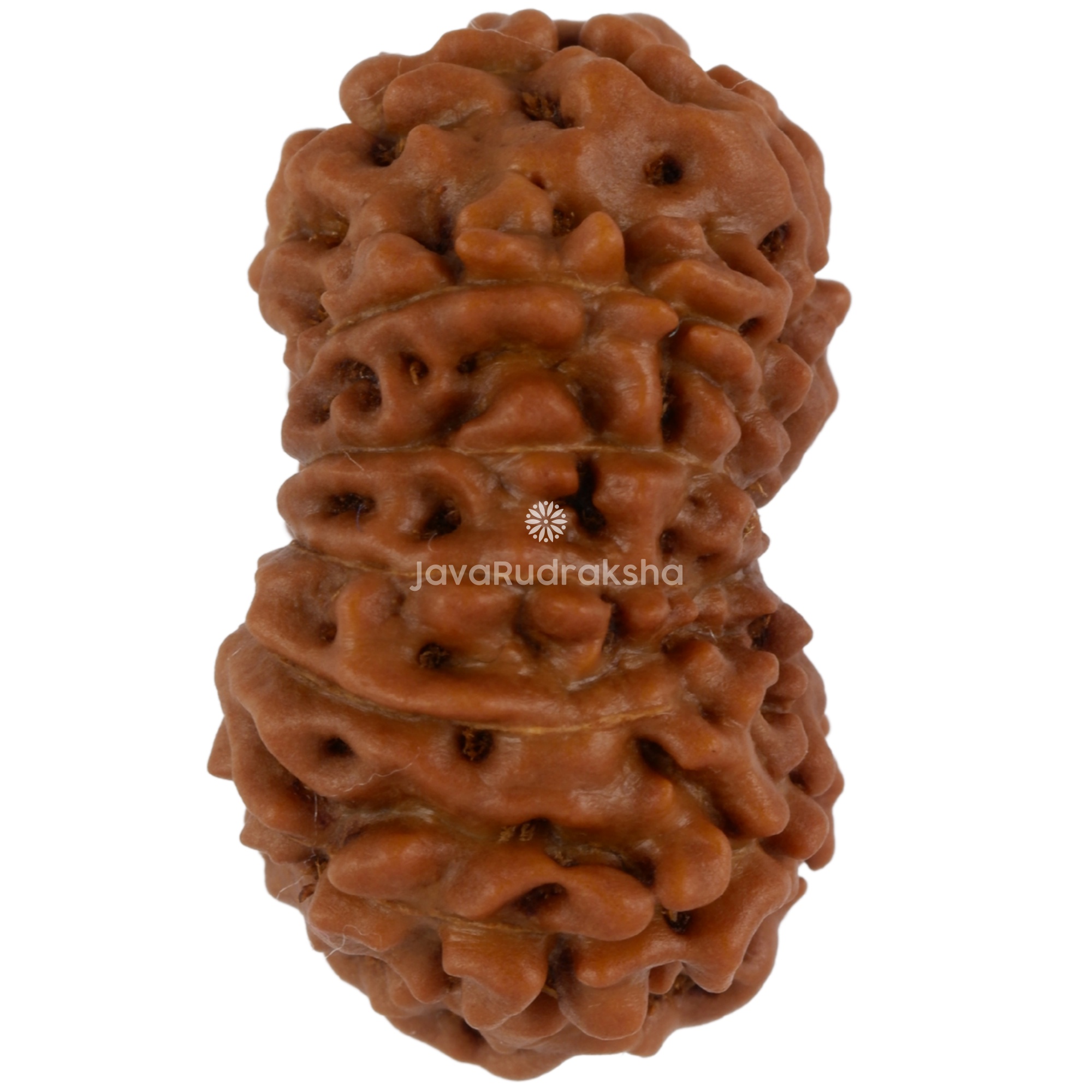 12 Mukhi Java Rudraksha 22.51 mm right side angle