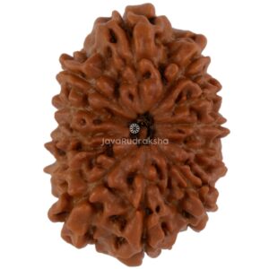 12 Mukhi Java Rudraksha 22.51 mm top view