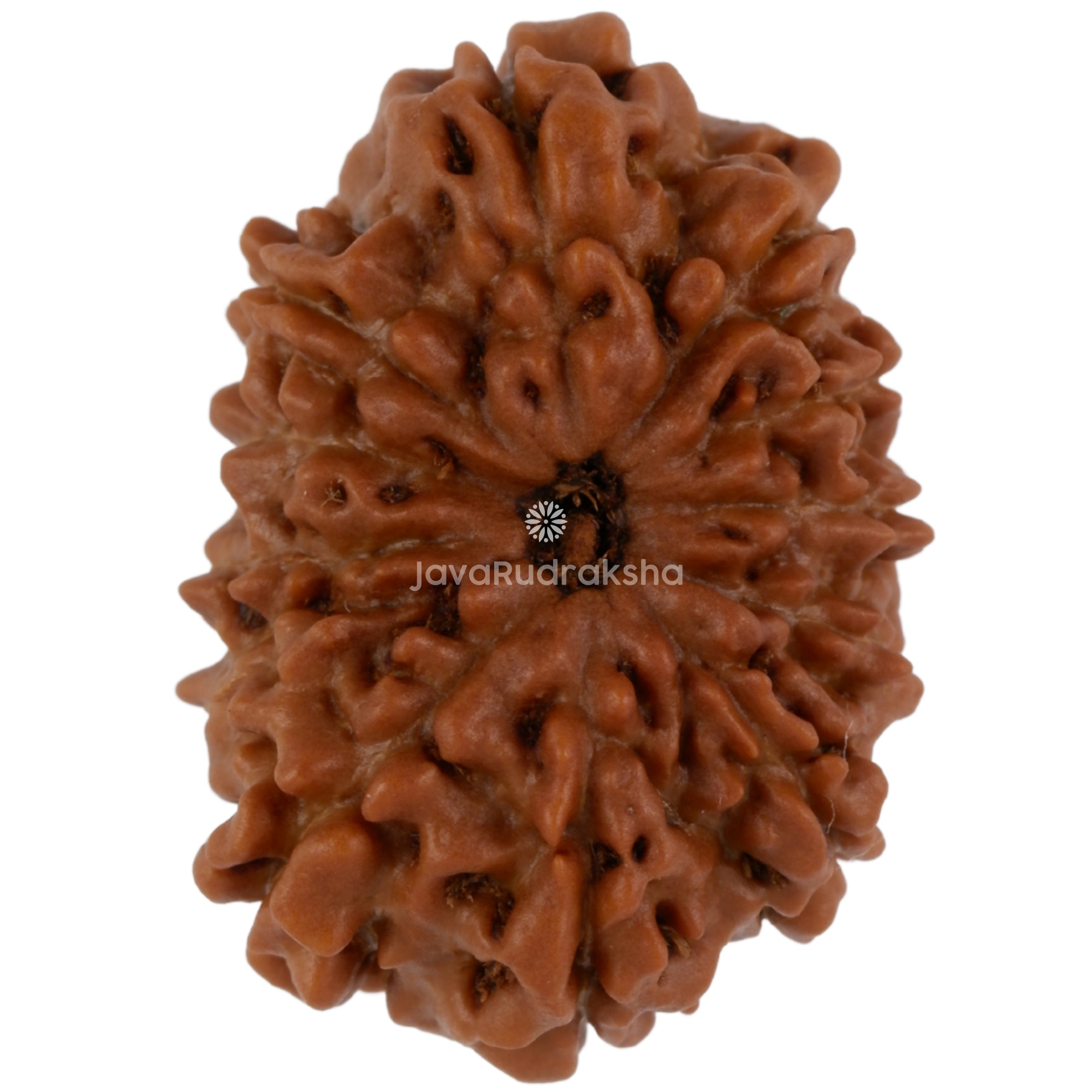 12 Mukhi Java Rudraksha 22.51 mm top view