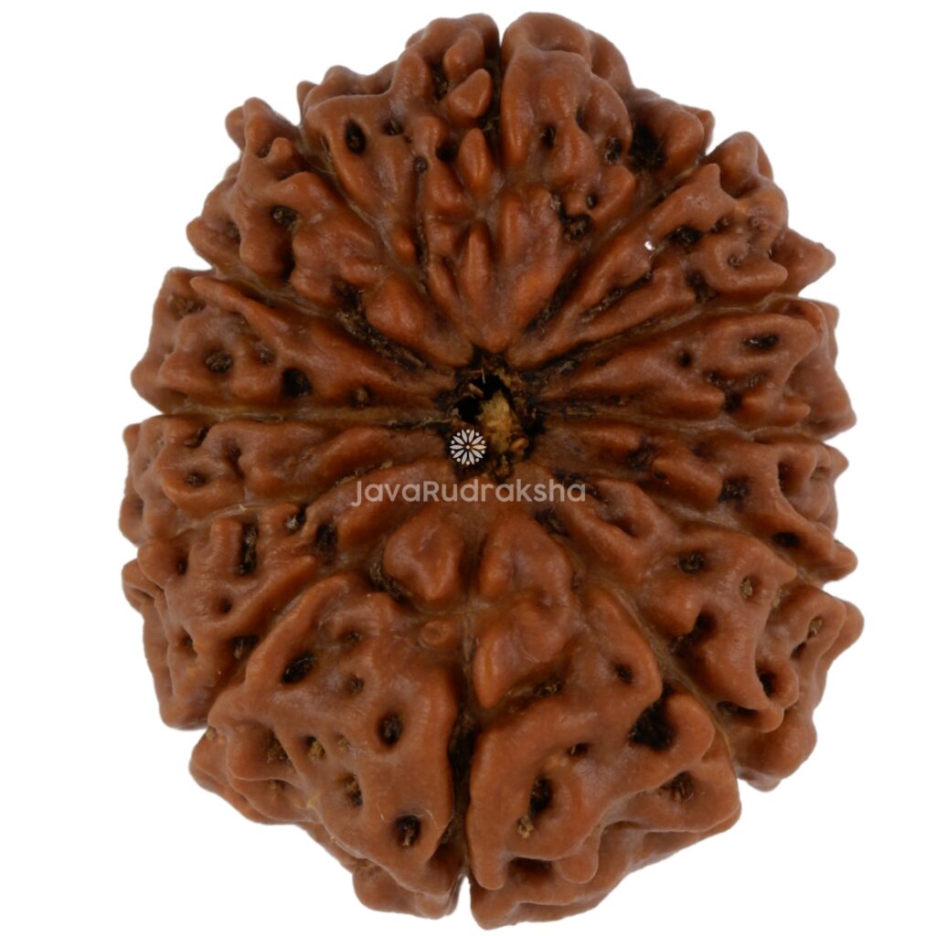 12 Mukhi Java Rudraksha 22.52 mm top view