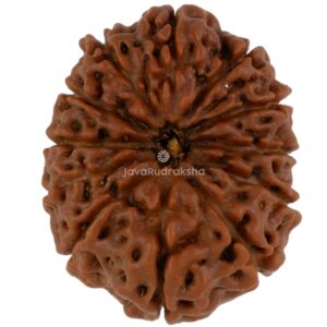 12 Mukhi Java Rudraksha 22.52 mm top view