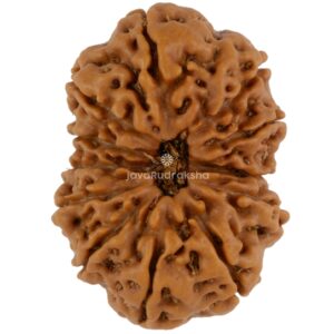 12 Mukhi Java Rudraksha 24.11 mm top view