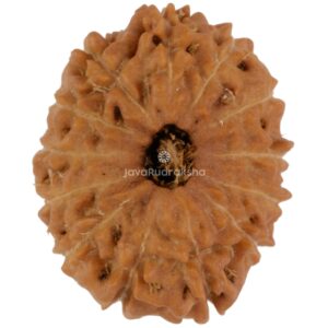13 Mukhi Java Rudraksha 18.48 mm top view