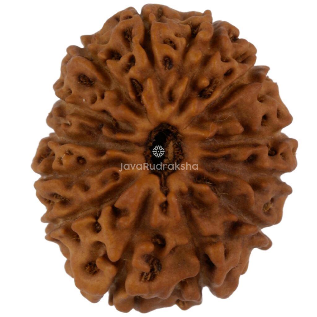 13 Mukhi Java Rudraksha 20.91 mm top view