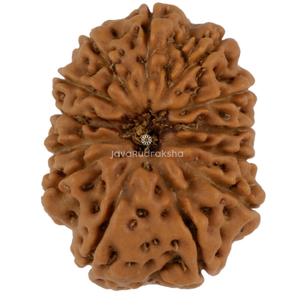 13 Mukhi Java Rudraksha 21.19 mm top view