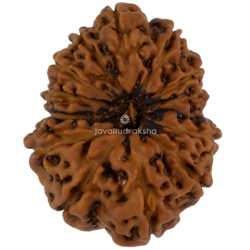 13 Mukhi Java Rudraksha 21.35 mm top view