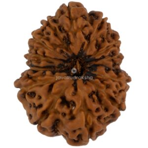 13 Mukhi Java Rudraksha 21.35 mm top view