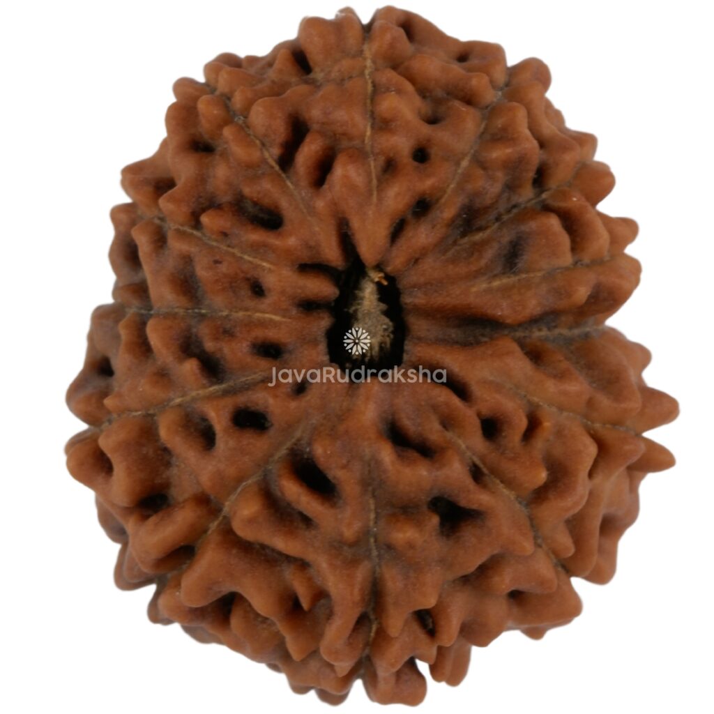 13 Mukhi Java Rudraksha 21.37 mm top view