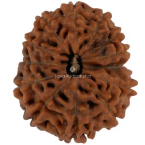 13 Mukhi Java Rudraksha 21.37 mm top view