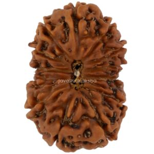 13 Mukhi Java Rudraksha 21.42 mm top view