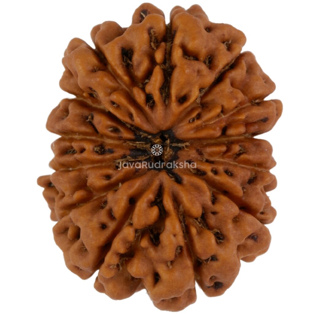 13 Mukhi Java Rudraksha 21.69 mm top view