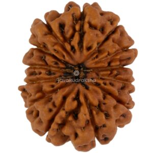 13 Mukhi Java Rudraksha 21.69 mm top view