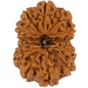 13 Mukhi Java Rudraksha 21.80 mm top view