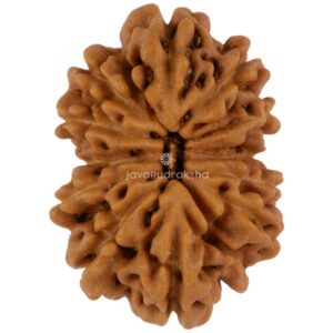 13 Mukhi Java Rudraksha 21.84 mm top view