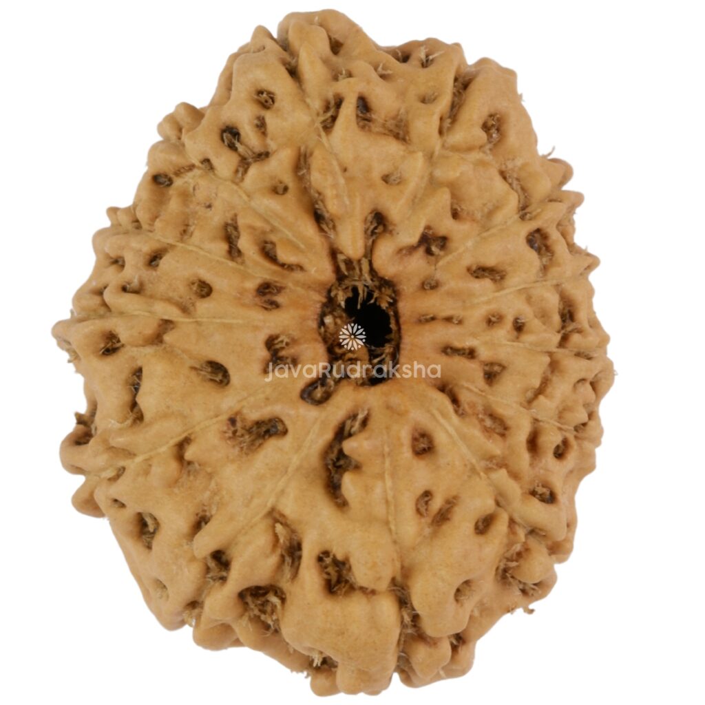 13 Mukhi Java Rudraksha 21.94 mm top view