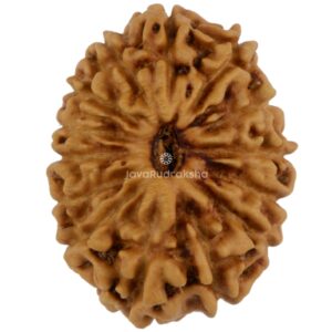 14 Mukhi Java Rudraksha 18.01 mm top view