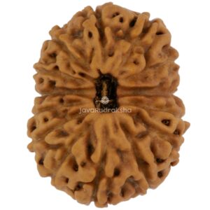 14 Mukhi Java Rudraksha 18.50 mm top view