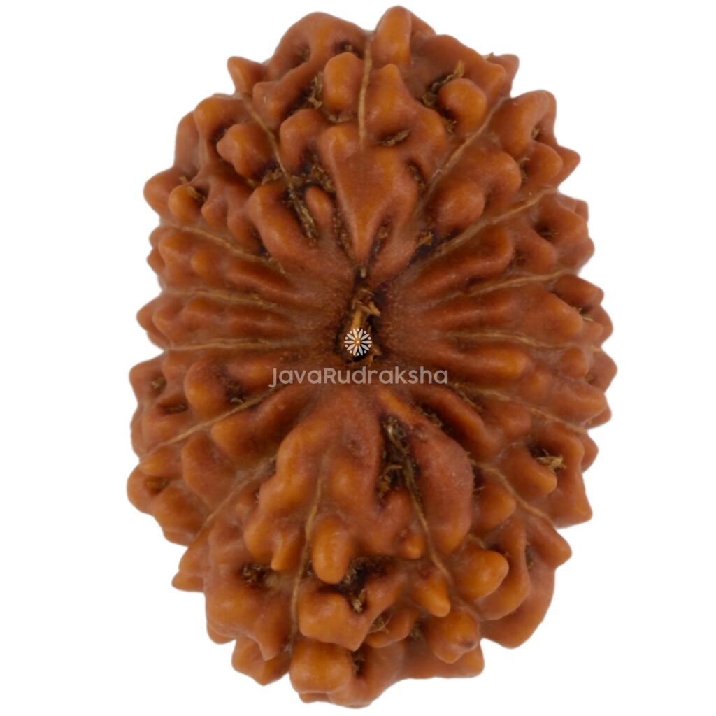15 Mukhi Java Rudraksha 17.01 mm top view