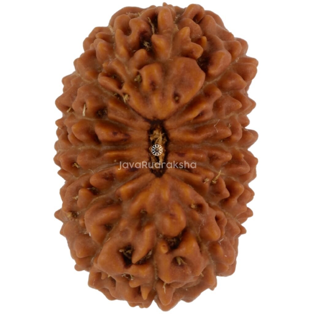 15 Mukhi Java Rudraksha 17.86 mm top view