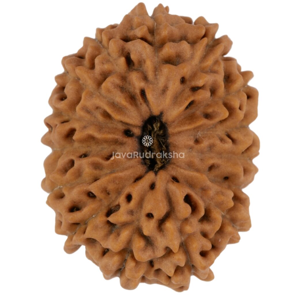 15 Mukhi Java Rudraksha 21.20 mm top view