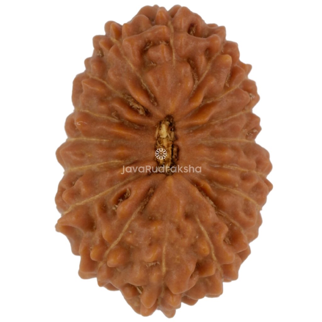 17 Mukhi Java Rudraksha 16.81 mm top view