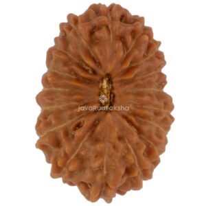 17 Mukhi Java Rudraksha 16.81 mm top view