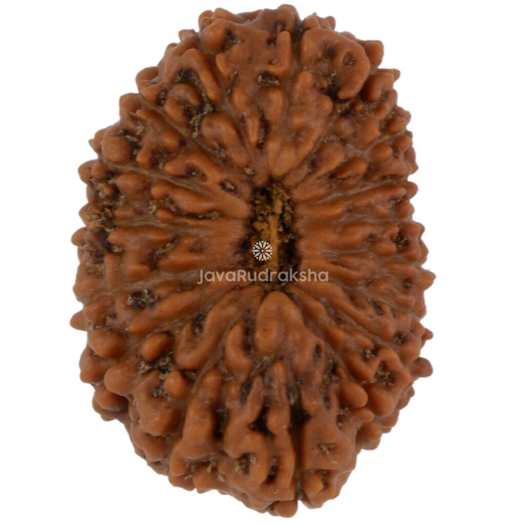 17 Mukhi Java Rudraksha 17.52 mm top view