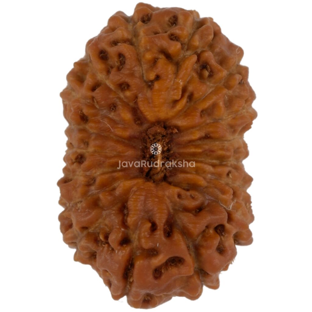 17 Mukhi Java Rudraksha 18.61 mm top view