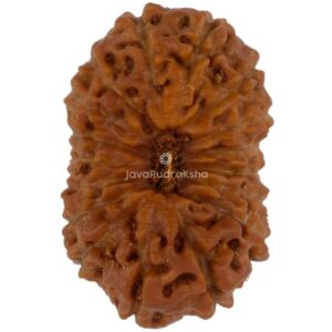 17 Mukhi Java Rudraksha 18.61 mm top view