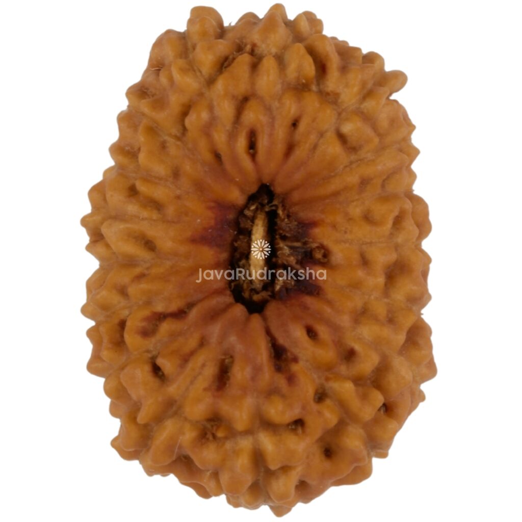 17 Mukhi Java Rudraksha 18.63 mm top view