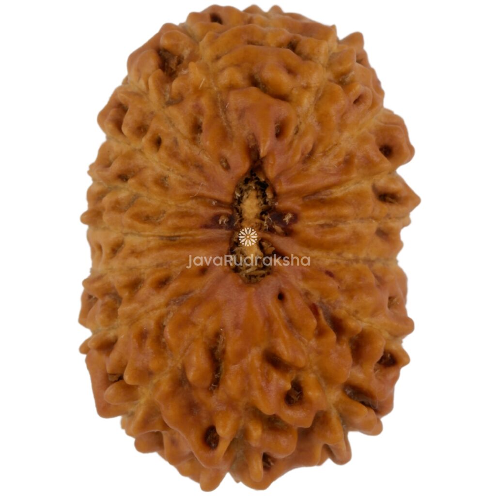 17 Mukhi Java Rudraksha 20.84 mm top view