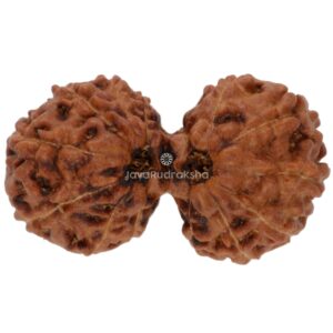 Gauri Shankar 14 Mukhi Java Rudraksha 21.12 mm top view