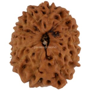 13 Mukhi Java Rudraksha 18.30 mm top view