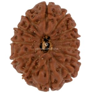 13 Mukhi Java Rudraksha 18.89 mm top view