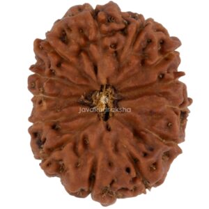 13 Mukhi Java Rudraksha 19.21 mm top view
